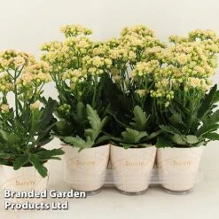 Kalanchoe 'Sunny Light Pink' -Plants Sale KALA SUNLP14CM S48786