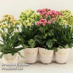 Kalanchoe 'Sunny Mix' -Plants Sale KALA SUNMX14CM S48790