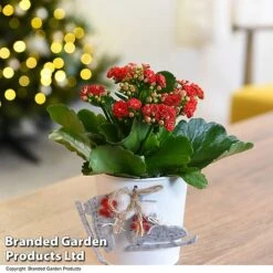 Christmas Kalanchoe - Gift -Plants Sale KALA ZINCSKATE T46919