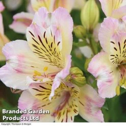 Alstroemeria 'Valley' Collection (Summer Paradise Series) -Plants Sale KB2813 VALLEY COLL C