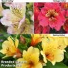 Alstroemeria 'Valley' Collection (Summer Paradise Series) -Plants Sale KB2813 VALLEY COLL1
