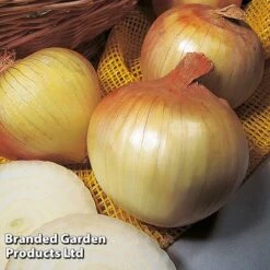 Onion Triple Pack (Autumn Planting) -Plants Sale KC2347 3