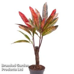 Houseplant Tropical Mix -Plants Sale KF0878 MIXD TROPIC6CM A