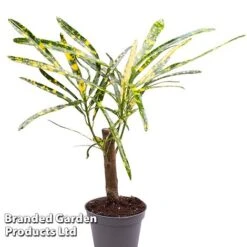 Houseplant Tropical Mix -Plants Sale KF0878 MIXD TROPIC6CM B