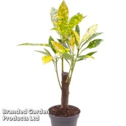 Houseplant Tropical Mix -Plants Sale KF0878 MIXD TROPIC6CM C