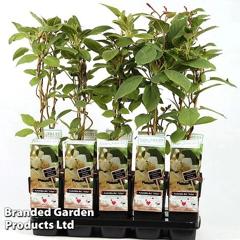 Kiwi 'Atlas' (Male Variety) 3 Kiwi 'Atlas' (Male Variety)