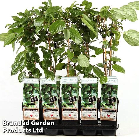 Kiwi 'Geneva' 3 Kiwi 'Geneva'