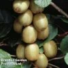 Kiwi 'Hayward' 1 Kiwi 'Hayward' -Plants Sale KIWI HAYWARD H22701