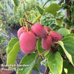 Kiwi Jumbo Duo -Plants Sale KIWI PINKJUMBO S49321202