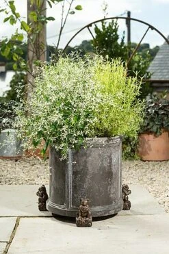 Antique Bronze Coloured Koala Potty Feet - Plant Pot Feet -Plants Sale KOALA20 20OUTDOOR20POT20 20PF0090