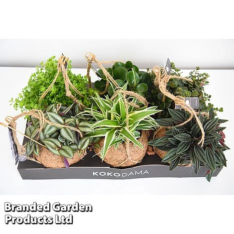 Kokodama Green Hanging Mix 4 Kokodama Green Hanging Mix - Image 2