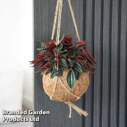 Kokodama Green Hanging Mix 12 Kokodama Green Hanging Mix -Plants Sale KOKO GREENMIX T42884