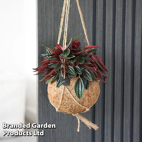 Kokodama Green Hanging Mix 5 Kokodama Green Hanging Mix - Image 3