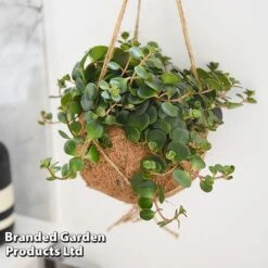 Kokodama Green Hanging Mix 13 Kokodama Green Hanging Mix -Plants Sale KOKO GREENMIX T42886