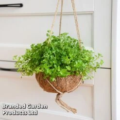 Kokodama Green Hanging Mix 16 Kokodama Green Hanging Mix -Plants Sale KOKO GREENMIX T42892