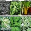 Late Cropping Brassicas 'Our Collection' -Plants Sale LATE KC2383