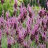Lavender 'Papillon' -Plants Sale LAVE T57742 A h