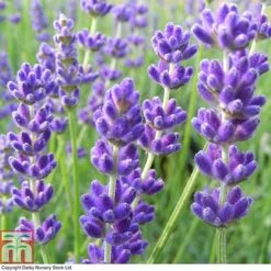 Lavender 'Havana' -Plants Sale LAVE T80301 A
