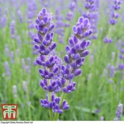 Lavender 'Havana' -Plants Sale LAVE T80301 B