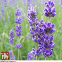 Lavender 'Havana' -Plants Sale LAVE T80301 C