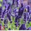 Lavender 'Havana' 1 Lavender 'Havana' -Plants Sale LAVE T80301 E