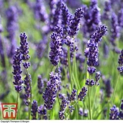 Lavender 'Havana' -Plants Sale LAVE T80301 G