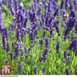 Lavender 'Havana' -Plants Sale LAVE T80301 H