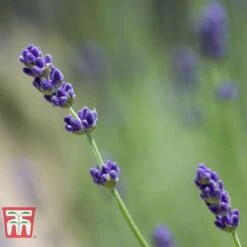 Lavender 'Imperial Gem' -Plants Sale LAVE T80302 D