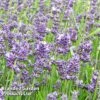 Lavender Angustifolia Essence Purple 1 Lavender Angustifolia Essence Purple -Plants Sale LAVE ESSENCEPU KA5700