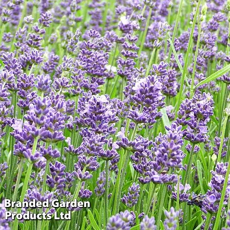 Lavender Angustifolia Essence Purple 3 Lavender Angustifolia Essence Purple