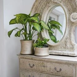 Luxe Bowl White Gold H14CM D24CM 9 Luxe Bowl White Gold H14CM D24CM -Plants Sale LBWG24 3