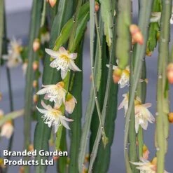 Plants Sale -Plants Sale LEPI BOLIVIANU KF1290