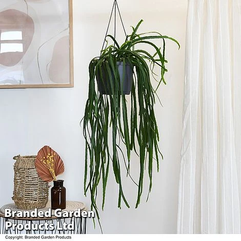 Lepismium Bolivianum 3 Lepismium Bolivianum