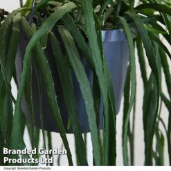 Lepismium Bolivianum 7 Lepismium Bolivianum -Plants Sale LEPI BOLIVIANU T47997