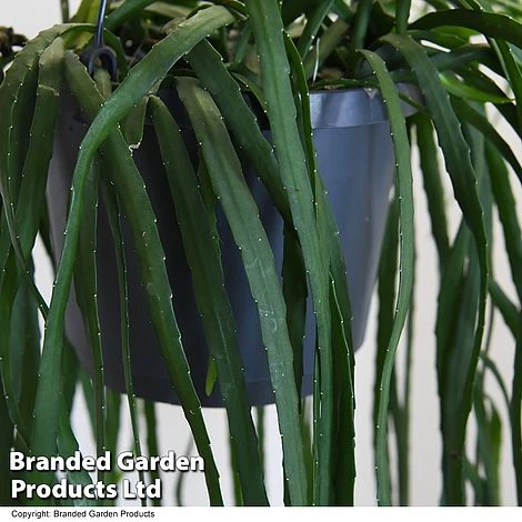 Lepismium Bolivianum 5 Lepismium Bolivianum - Image 3