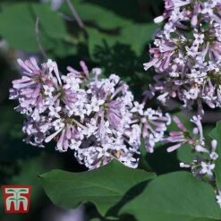 Lilac Fragrant Trio Collection -Plants Sale LILA KB0629 B1