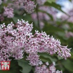 Lilac Fragrant Trio Collection -Plants Sale LILA KB0630 C1