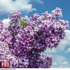 Lilac Fragrant Trio Collection -Plants Sale LILA KB0631 B1