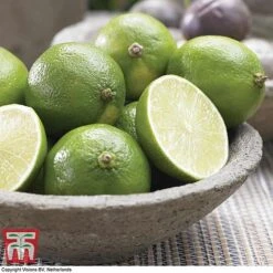 Tahiti Lime -Plants Sale LIME DWW3573 A