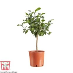 Tahiti Lime -Plants Sale LIME DWW3573 AA1