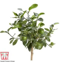 Tahiti Lime -Plants Sale LIME DWW3573 AB