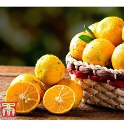 Rangpur Lime -Plants Sale LIME WKB8926 C