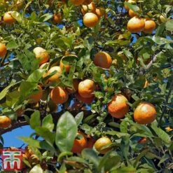 Rangpur Lime -Plants Sale LIME WKB8926 D