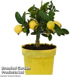 Limequat Citrus Plant -Plants Sale LIMEQUAT KC5369 A1
