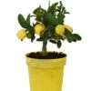 Limequat Citrus Plant -Plants Sale LIMEQUAT KC5369 NOW1