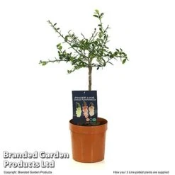 Lime 'Caviar Lime' -Plants Sale LIME CAVIARL3L T48377