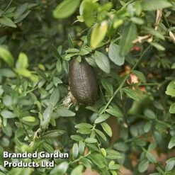 Lime 'Caviar Lime' -Plants Sale LIME CAVIARLIM L44169