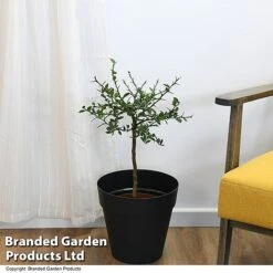 Lime 'Caviar Lime' -Plants Sale LIME CAVIARLIM T48378