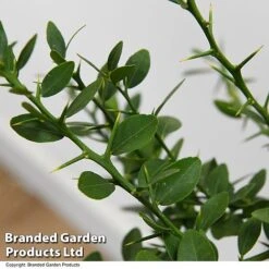 Lime 'Caviar Lime' -Plants Sale LIME CAVIARLIM T48379