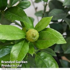 Limequat Citrus Plant -Plants Sale LIME LIMEQUAT T483851